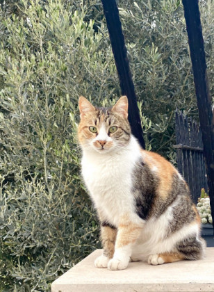 Gülay Güneş Gülay Güneş